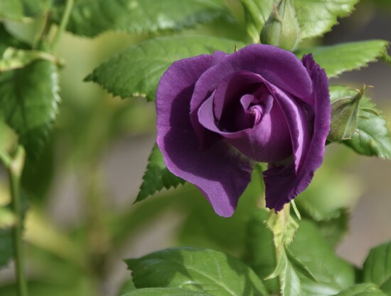 Rhapsody in Blue on 365 Project