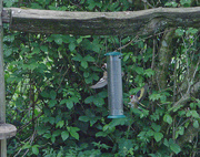 10th May 2026 - Goldfinch in flight