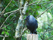 11th May 2026 - Jackdaw