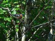 12th May 2026 - Chaffinch