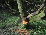 13th May 2026 - Beavers about!