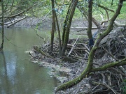 14th May 2026 - Beaver dam