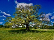 13th May 2026 - Decorah Prairie