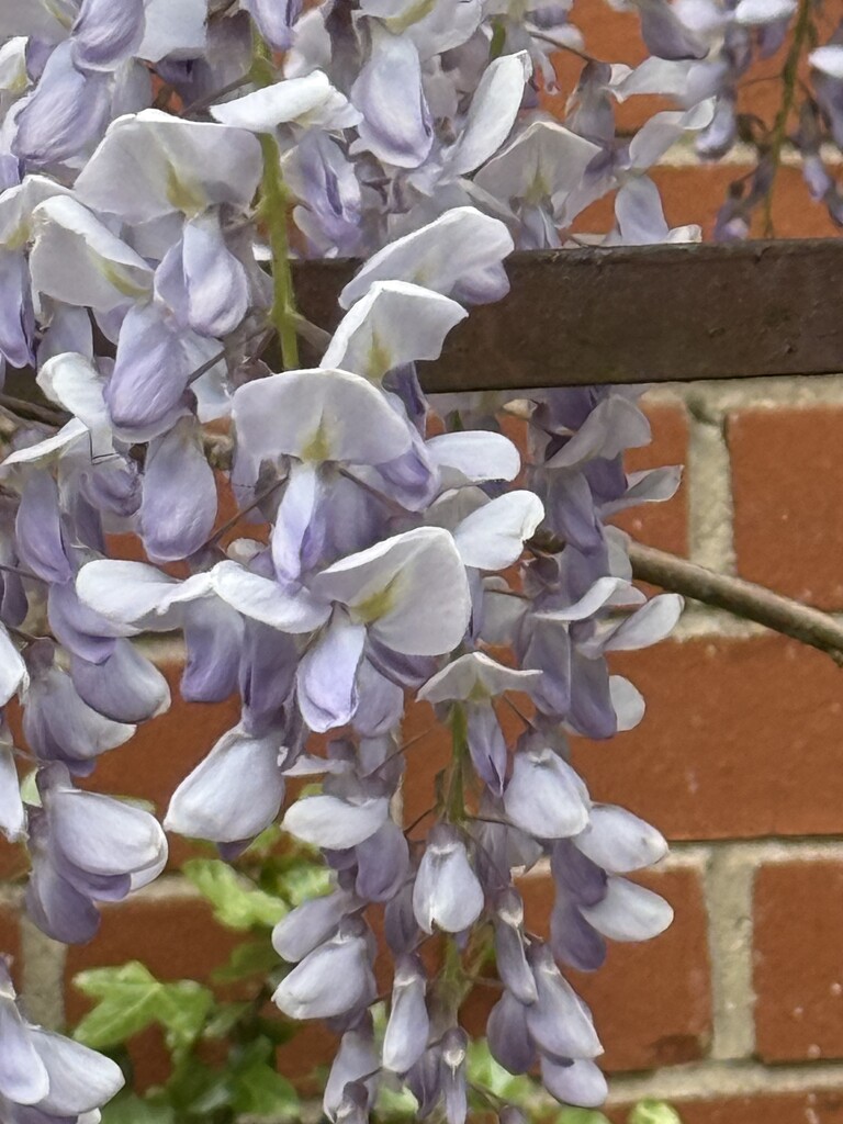 Wisteria by scotlinx