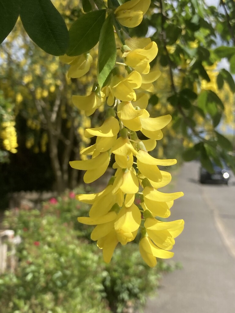 Laburnum tree by 365anne