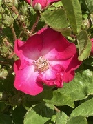 12th May 2026 - Rose