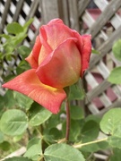 13th May 2026 - Rose