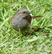 14th May 2026 - Little Dunnock is helping again. 