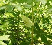 14th May 2026 - Mayapple
