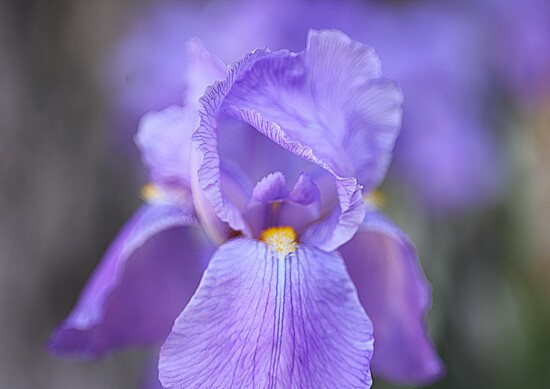 Our First Iris on 365 Project
