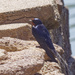 barn swallow
