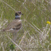 killdeer