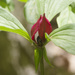 trillium closeup
