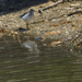spotted sandpiper 