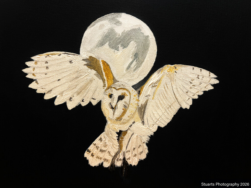 The western barn owl (acrylic painting) by stuart46