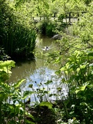 15th May 2026 - A very green corner of The Wolseley Centre.