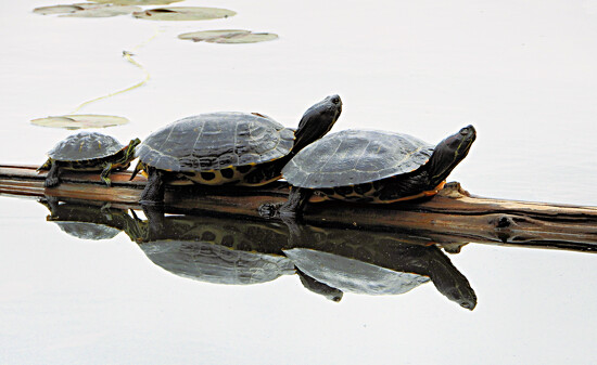 Turtle Family on 365 Project