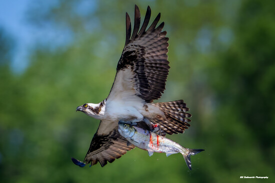 Bringing home the bacon...I mean fish! on 365 Project