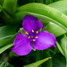 Spiderwort
