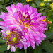 Dahlia