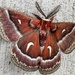 Moth