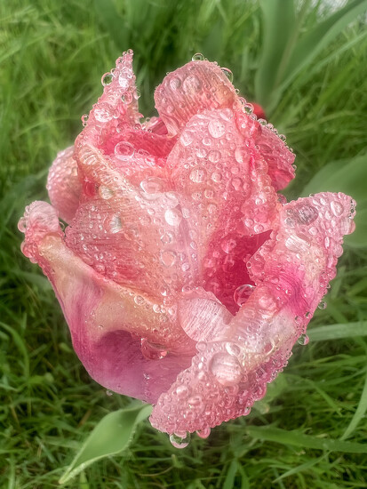 Tulip on 365 Project