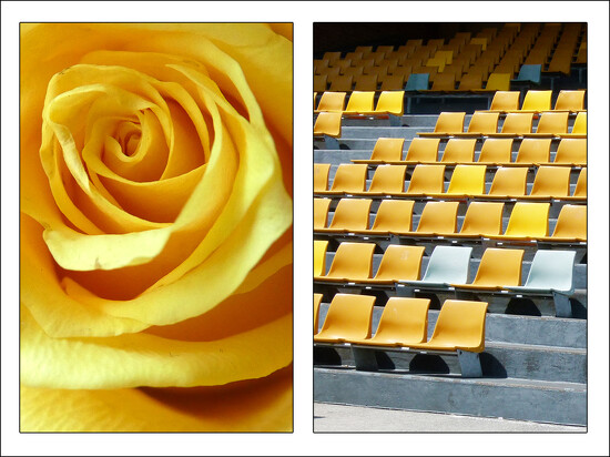 Rose and Rows on 365 Project