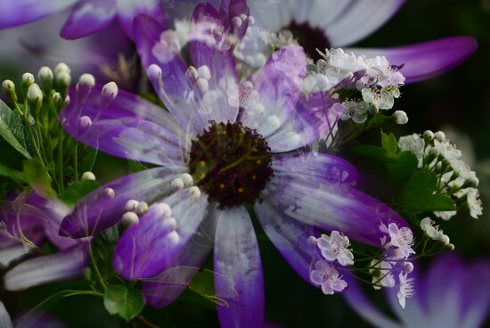 Choisya and senetti~~~~ on 365 Project