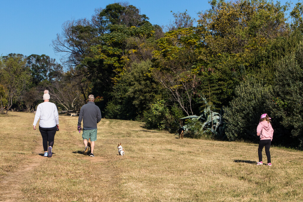 The Dog Park by seacreature