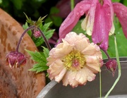 16th May 2026 - Geum