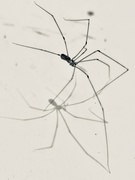 14th May 2026 - Shadow E Spider