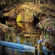 13th May 2026 - Marshy Puddly Reflectionistic