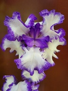 16th May 2026 - Another Iris