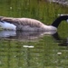 Narcissus