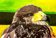 17th May 2026 - The buzzard (acrylic painting)