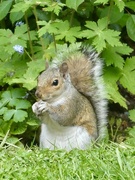 17th May 2026 - Peanut fan 