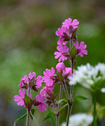 6th May 2026 - Campion