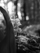 17th May 2026 - Deep in a Shady Glen