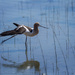 Avocet Ballet