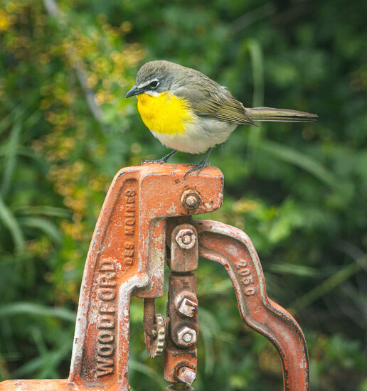 yellow breasted chat on 365 Project