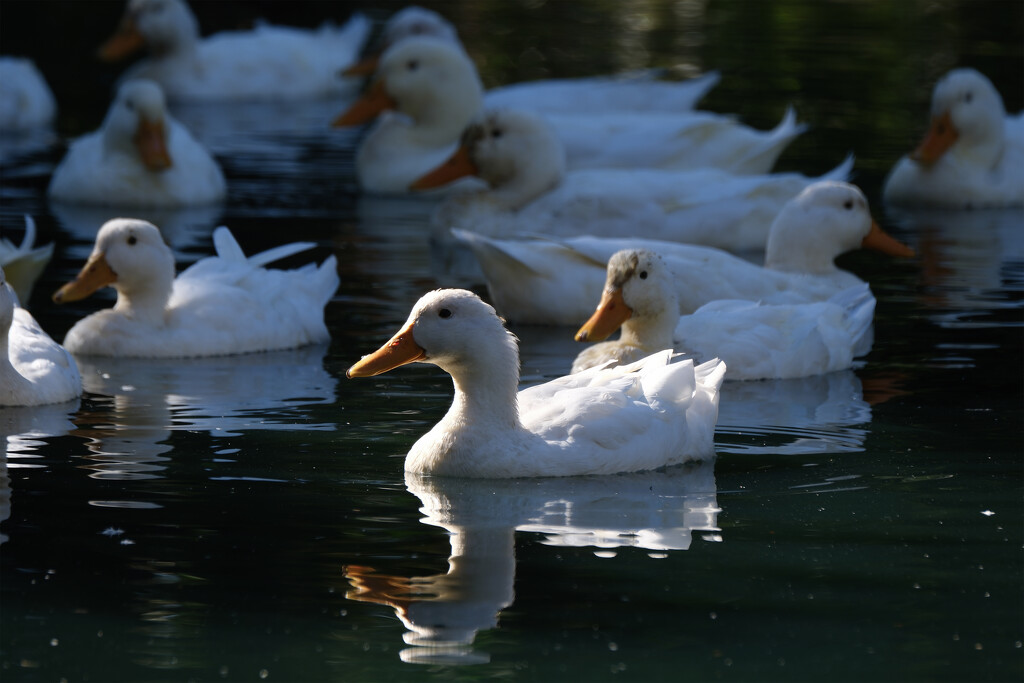 White Pekin Ducks by dkbarnett