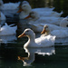 White Pekin Ducks