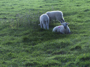 15th May 2026 - Lambs in sunshine