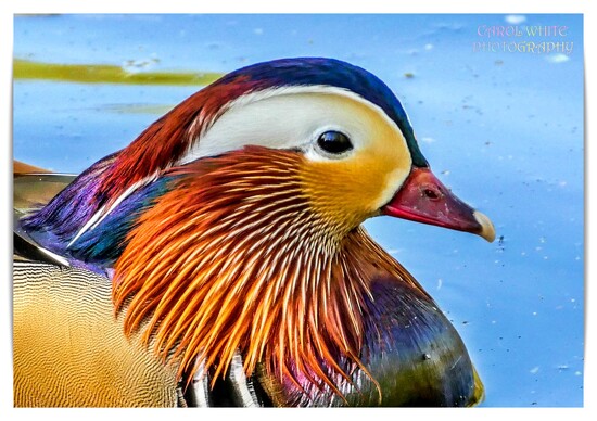 Little Beauty on 365 Project