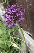 18th May 2026 - Escaped Alium