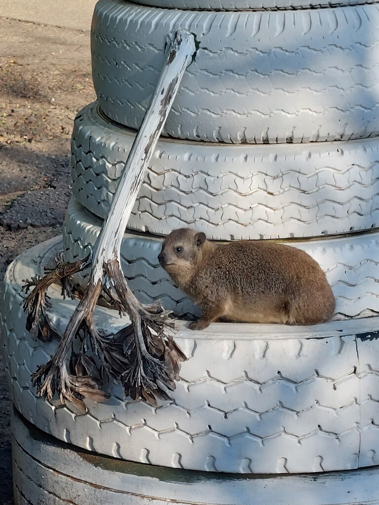 Dassie at Tom's Place  by seacreature