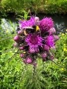 13th May 2026 - Bumblebee on a Thistle - Woerden
