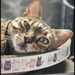 Scratchy!