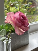 16th May 2026 - Rose