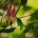 Bumble in Columbine